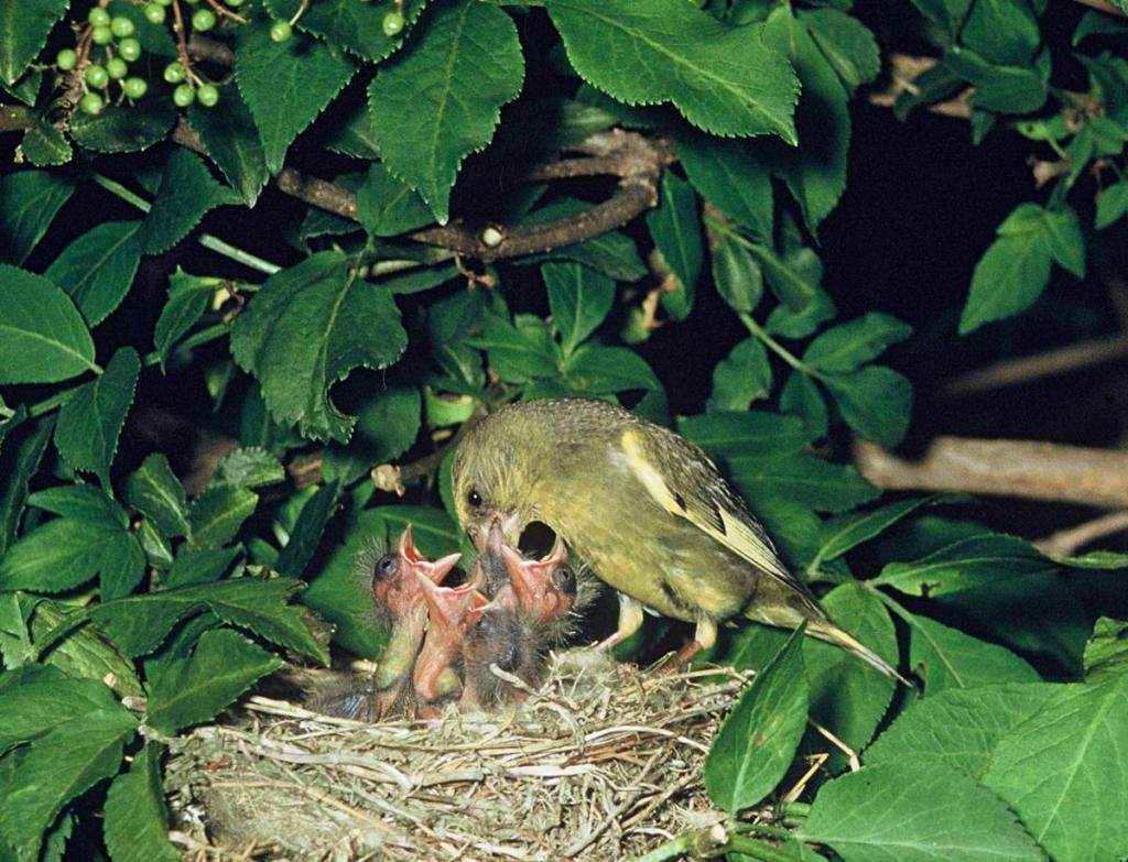 L'uccello Greenfinch nutre i suoi pulcini
