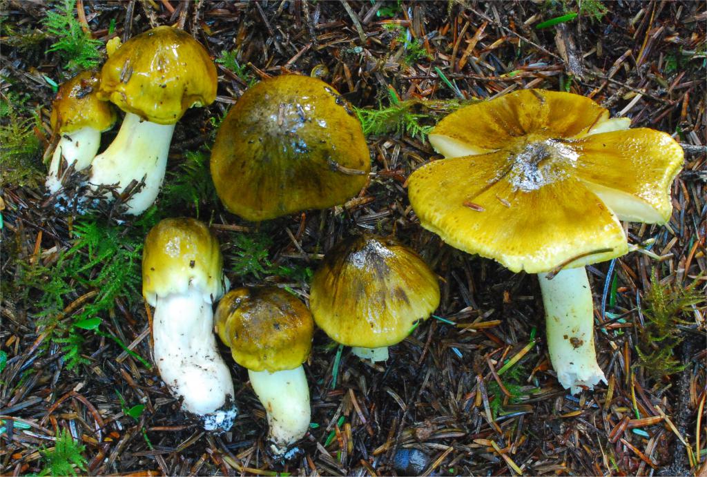 Popis houby zelené