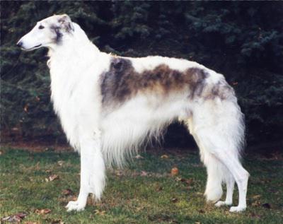 Hortaya Greyhound