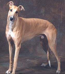 Breedhound pasma