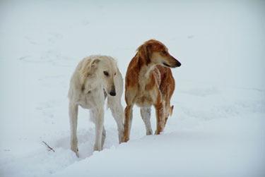 Ruská greyhoundová fotografie