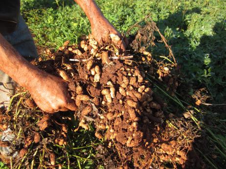 pěstování arašídů