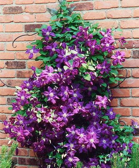 chleba clematis