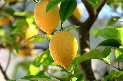 domaće stablo limuna