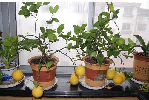 как да расте лимоново дърво