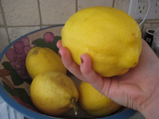come far crescere un albero di limone da una pietra a casa