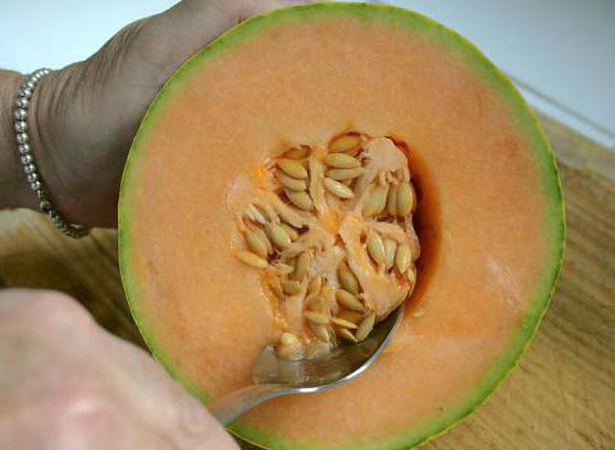 uprawa melonów na otwartym polu odmiany sadzenia
