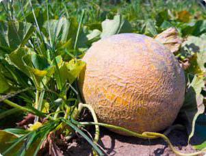 gojenje melon kolektivnih kmetov na prostem