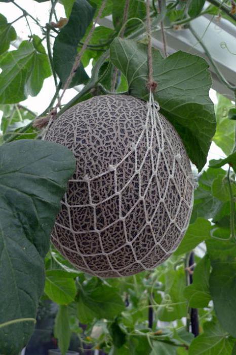 rosnące melony na Syberii w otwartym terenie