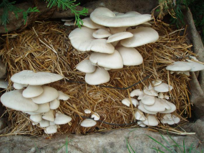 affari di coltivazione di funghi