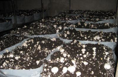 technologia uprawy grzybów