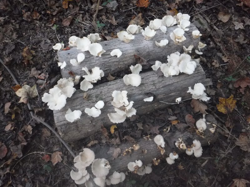 Funghi di ostrica su ceppi