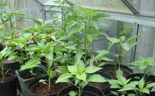 Gojenje paprike v rastlinjaku