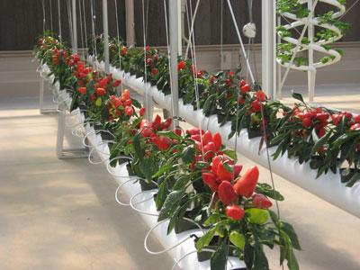 Pěstování sladké papriky ve skleníku