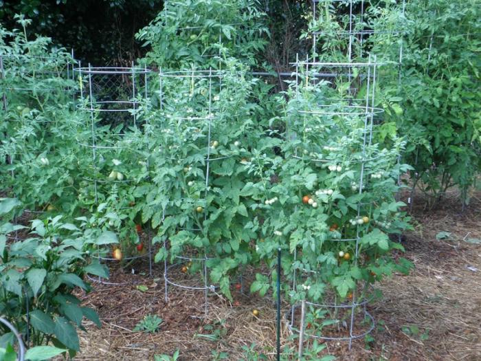 rosnące pomidory w otwartym polu