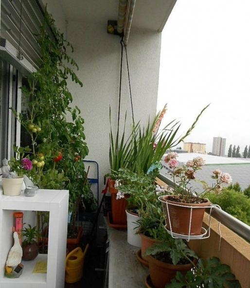 rosnące pomidory na balkonie