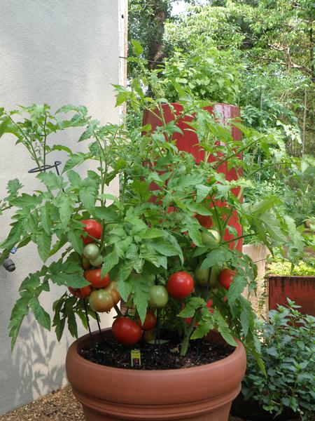 rosnące pomidory w domu