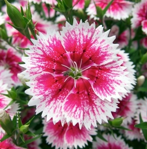Turecká karafiátová květina