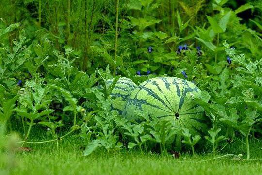 melouny na Sibiři rostoucí ve skleníku