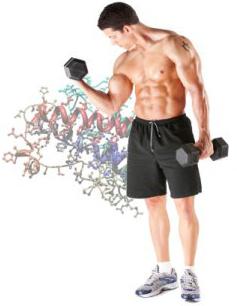 hormony wzrostu mięśni w aptece