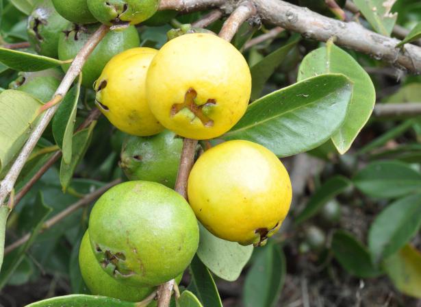 guava ovoce