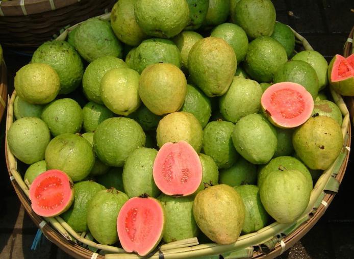 svojstva guave