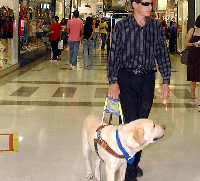 průvodce psem pro nevidomé