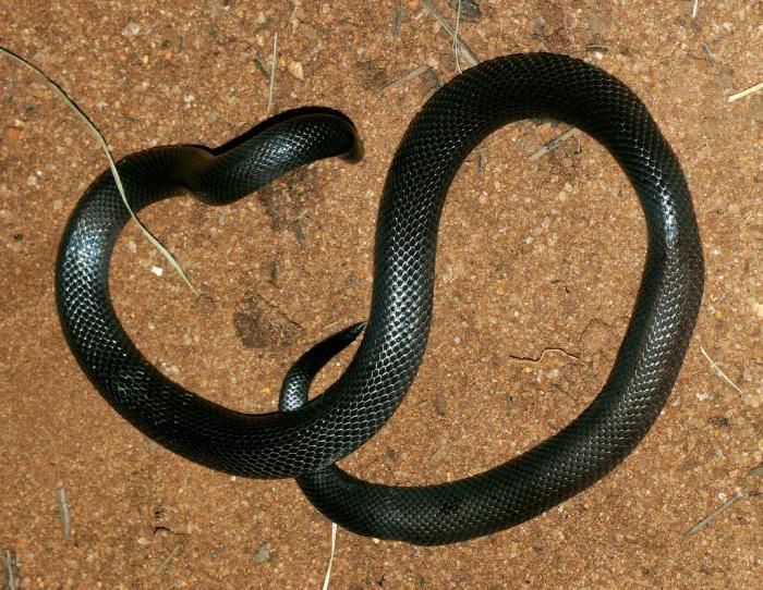 hadí kousnutí