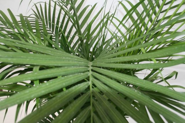 hamedorea бамбукова палма