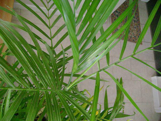 foto di bambù di cura della palma a casa