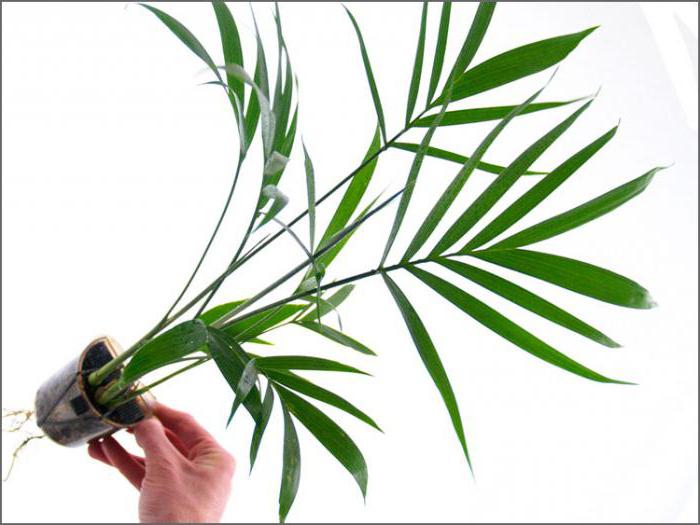 bambusowa palma chamaedorea seifrizii