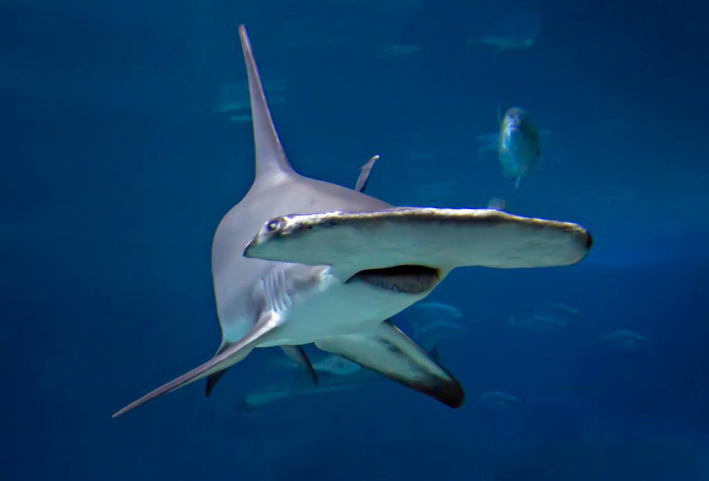 Olbrzymi rekin młotowcowy znajduje się na głębokości 300 metrów