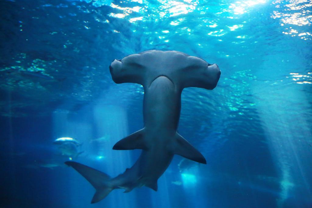 Žralok na mělké hloubce