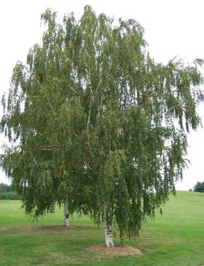 breza visi gracilis