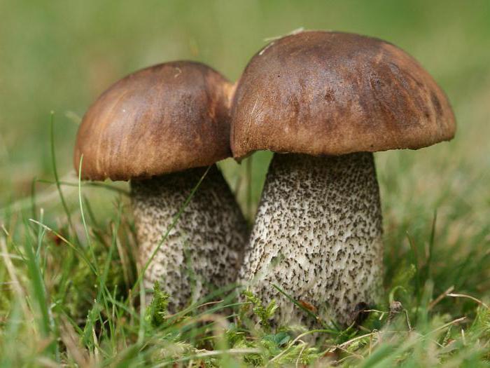 Struktura houbové houby