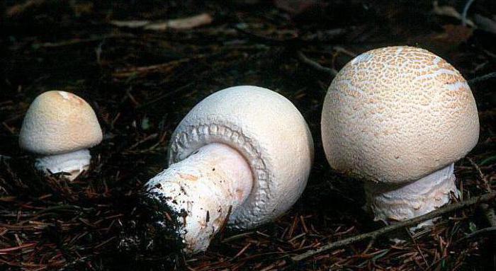 Esempi di funghi porcini