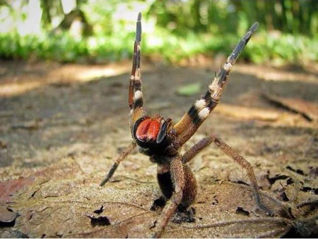Най-отровният паяк