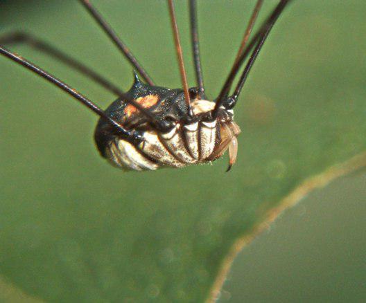 Ali je sadna pajka nevarna?