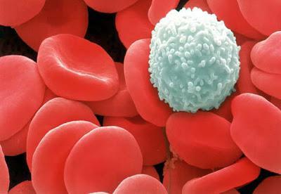 Badanie krwi hcv - co to jest?