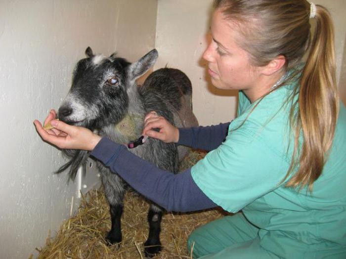 tintura di Elleboro in istruzione di medicina veterinaria