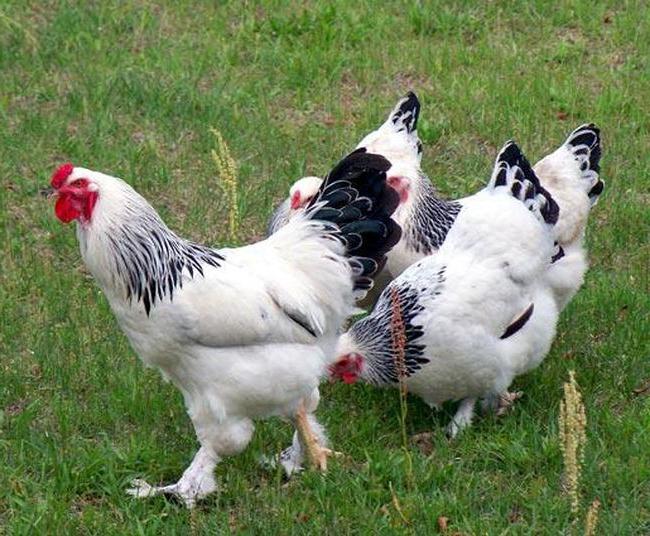 Descrizione razza polli Pomfret