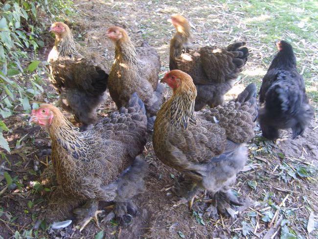 Hodowane kurczaki rasy Pomfret