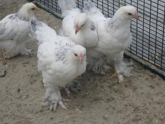 Kuřecí kuřata plemene pomfret