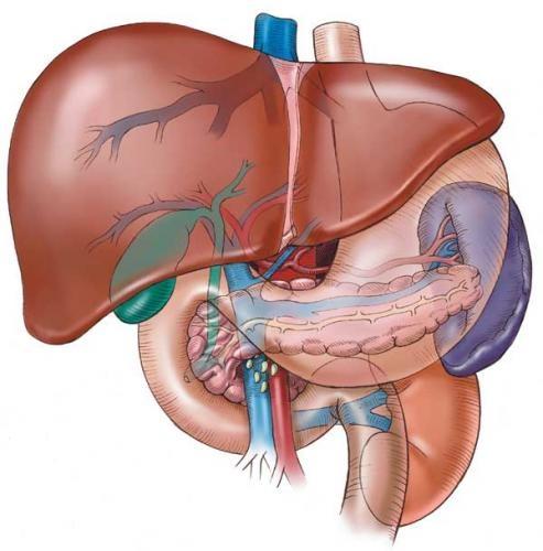 Povećana funkcija jetre