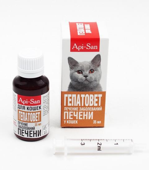 hepatitida u koček