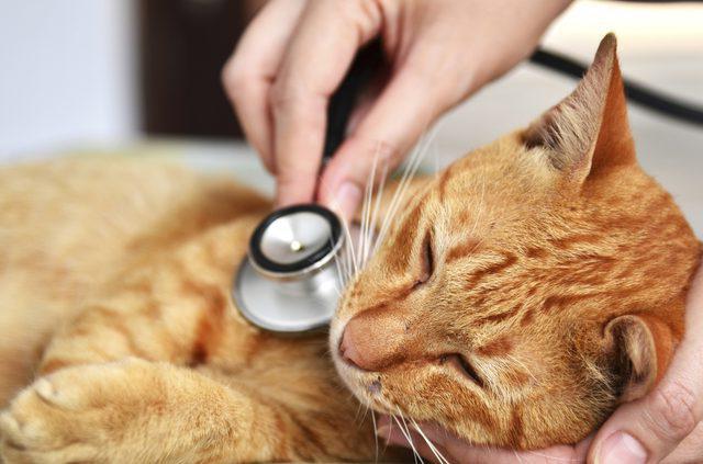 hepatitida pro kočky Cena