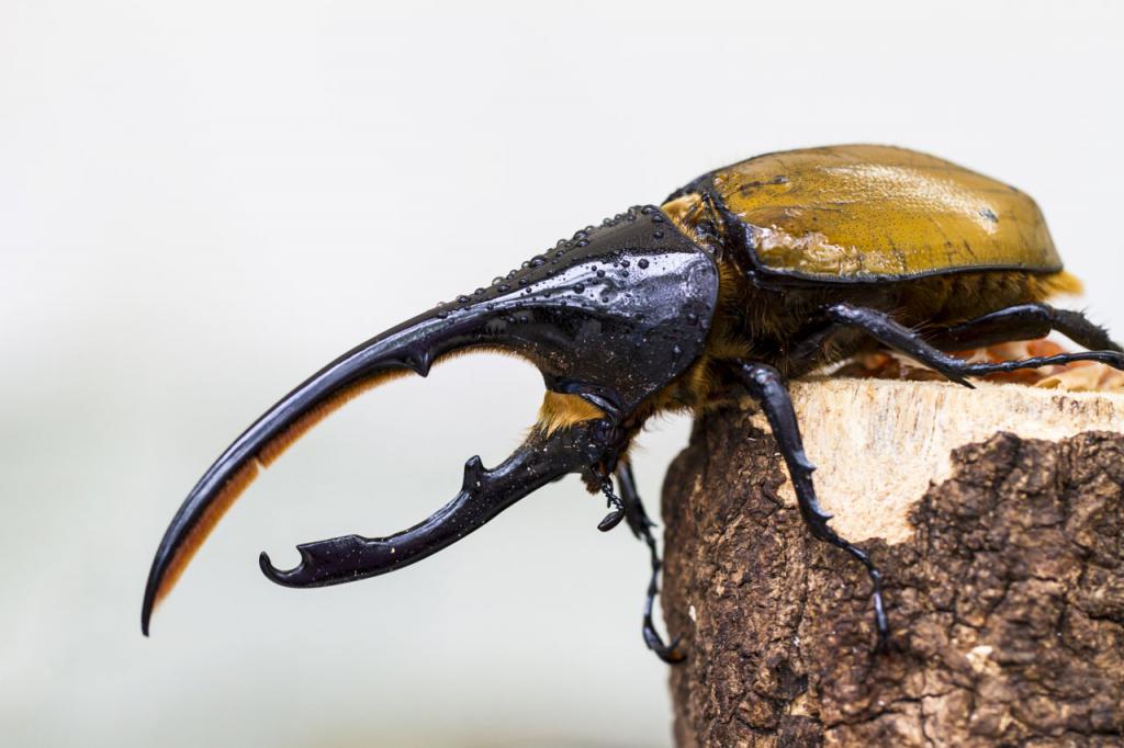 beetle hercules fotografie