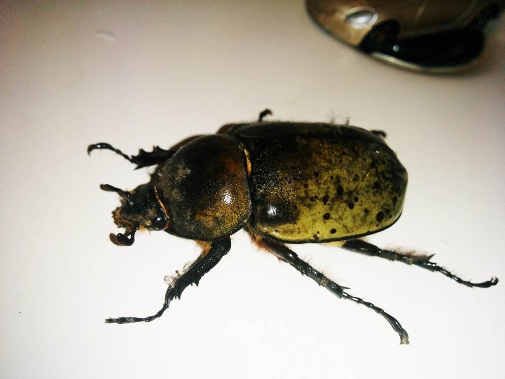 Hercules beetle female