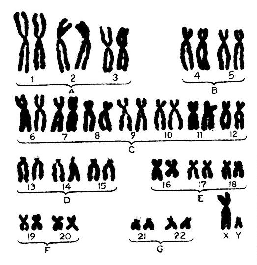 koliko ljudskih kromosoma