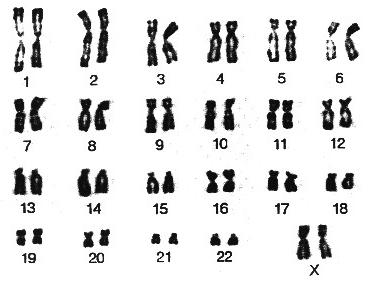 kolik párů lidských chromozomů
